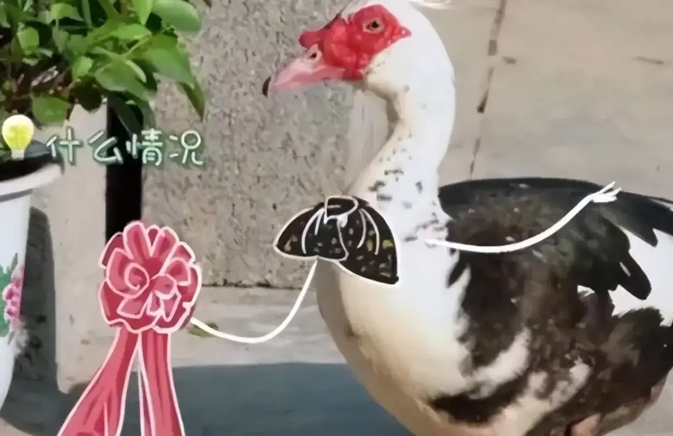 龚俊鸭子是什么梗,龚俊为什么不能和鸭子一起同框-2 龚俊鸭子是什么梗,龚俊为什么不能和鸭子一起同框